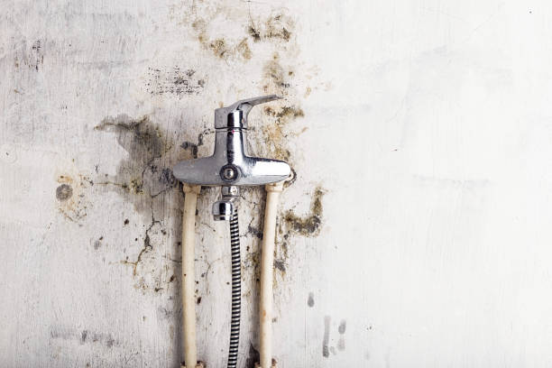 Trusted Pittsburg, CA Mold Removal Experts