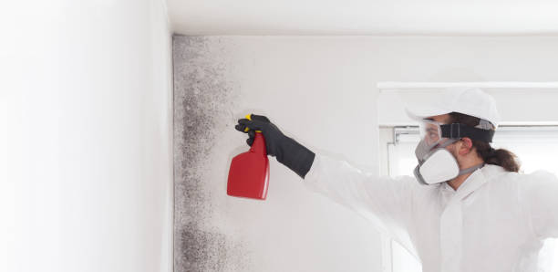 Certified Mold Removal in Pittsburg, CA