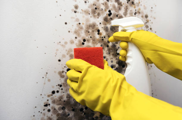 Best Mold Damage Repair  in Pittsburg, CA