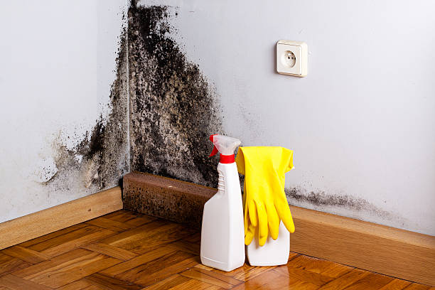Mold Removal and Inspection in Pittsburg, CA